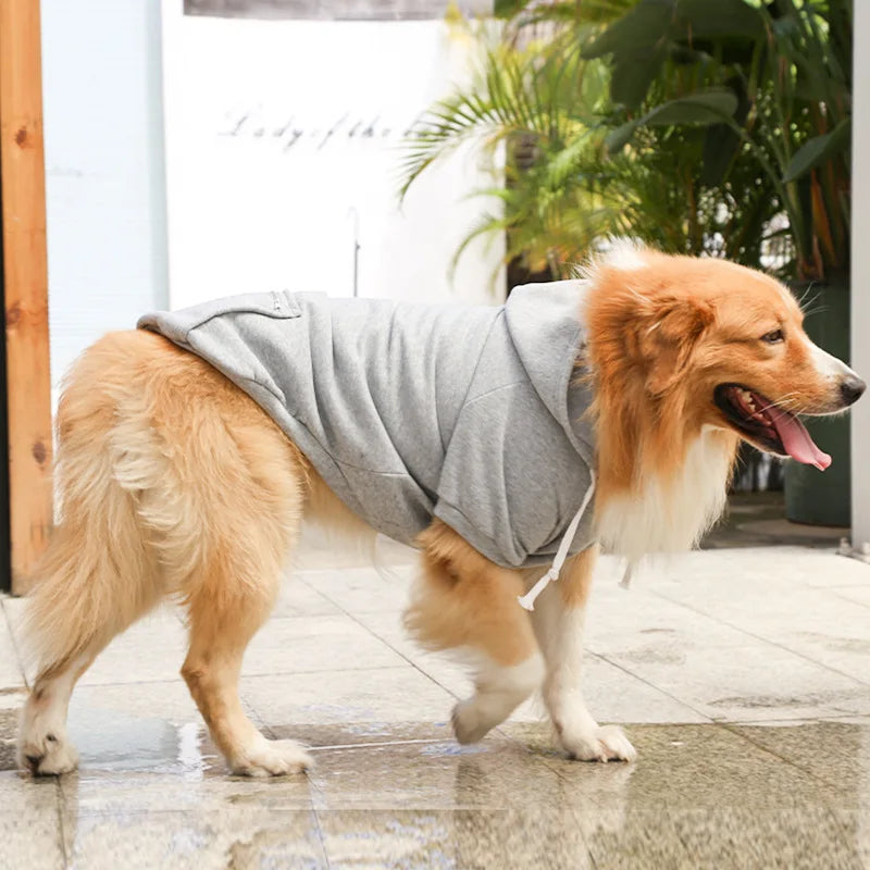 Dog wearing a gray hoodie standing on a wet pavement.