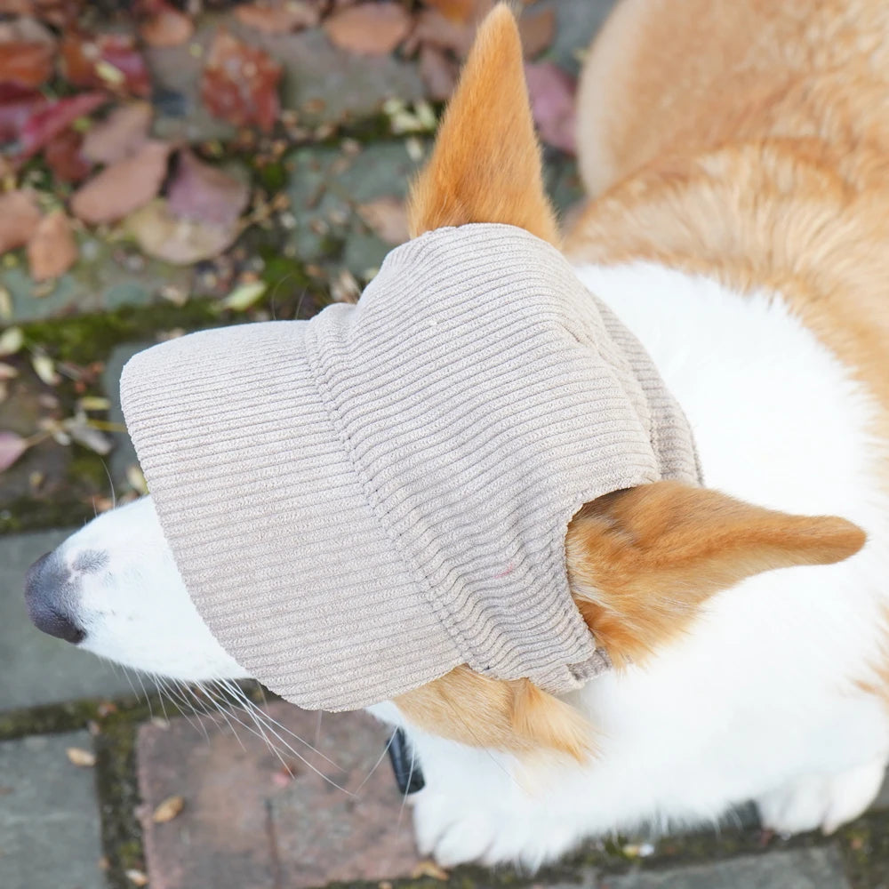 Corgi wearing a gray knitted hat with a blurred natural background