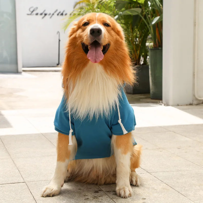 Dog wearing a blue hoodie sitting on a tiled floor with plants in the background