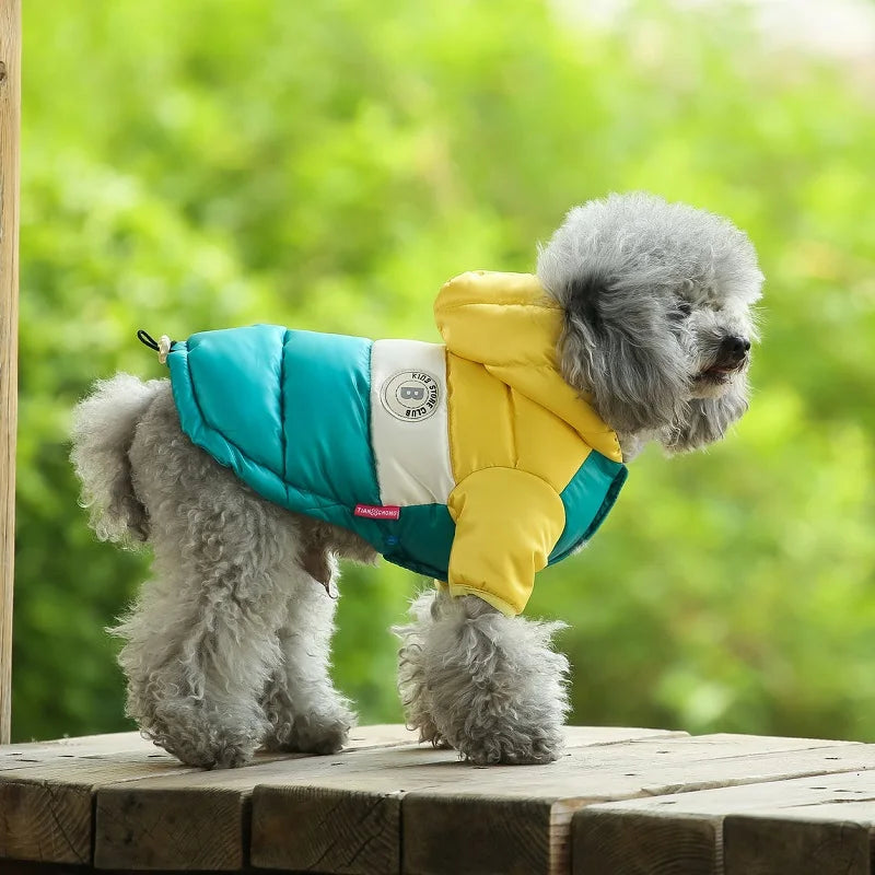 Small dog wearing a colorful jacket outdoors with a blurred green background