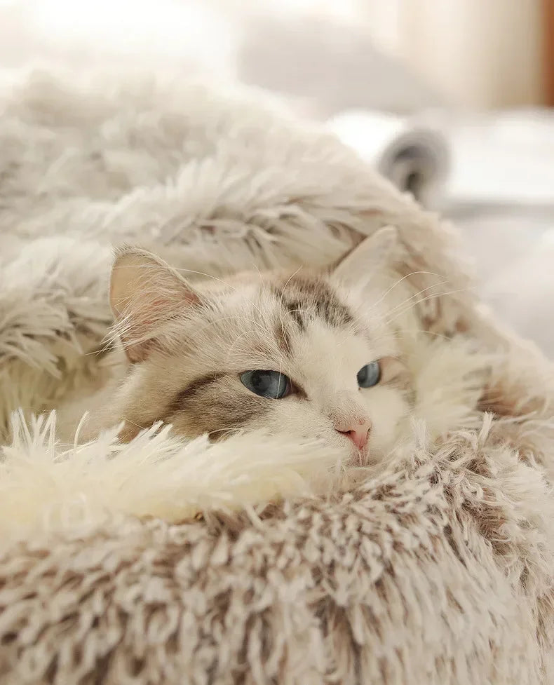 A fluffy cream and gray cat with striking blue eyes resting comfortably under a soft, textured beige faux fur blanket.