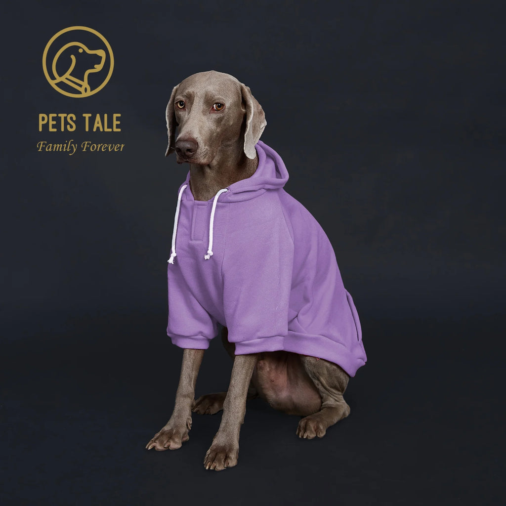 Dog wearing a purple hoodie with 'Pets Tale' logo on a dark background