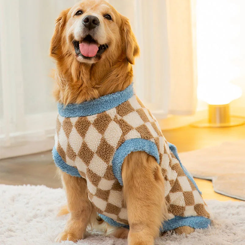 Dog wearing a checkered sweater with blue trim sitting on a carpeted floor.