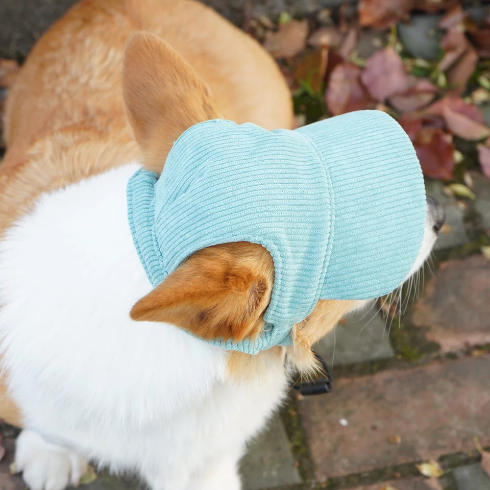 Dog wearing a light blue sweater with a blurred outdoor background