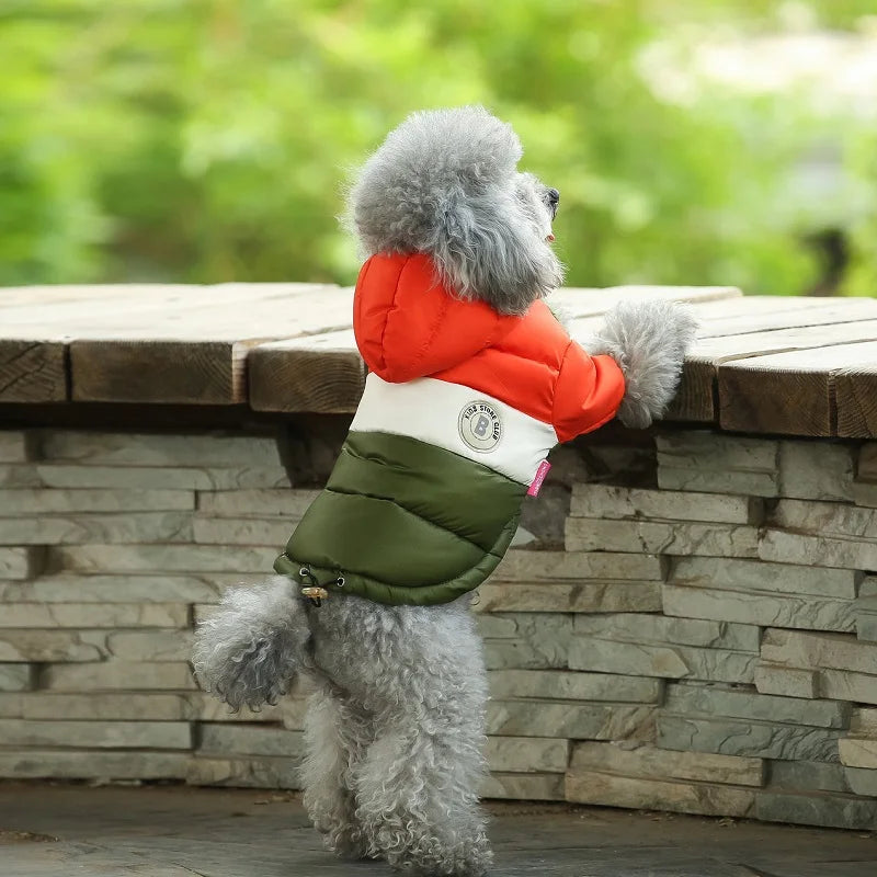 Dog wearing a colorful jacket standing on a wooden platform with a natural background