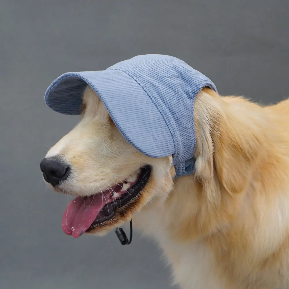 Dog wearing a blue cap on a gray background