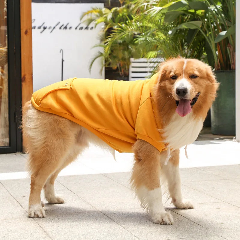 Dog wearing a yellow coat standing on a patio with plants in the background