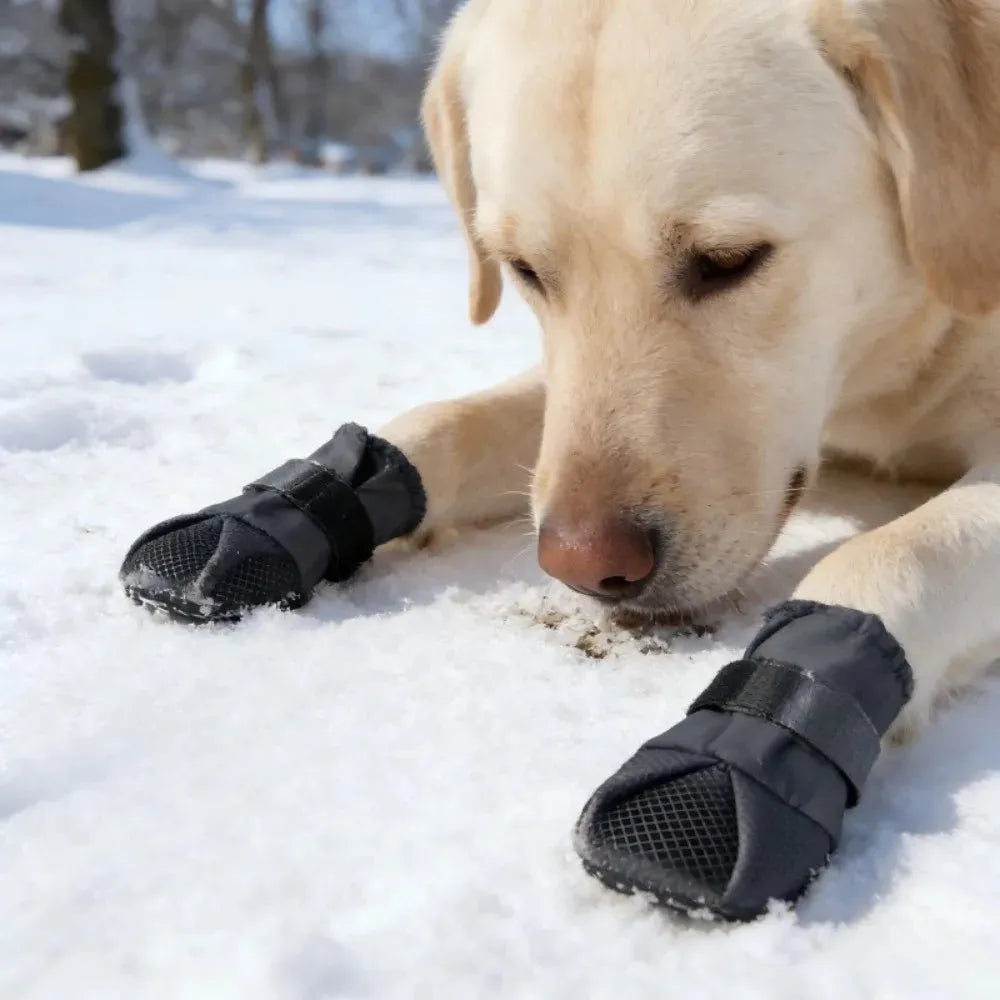 A light cream-colored Labrador retriever lying in the snow, wearing black protective dog booties with hook-and-loop straps.