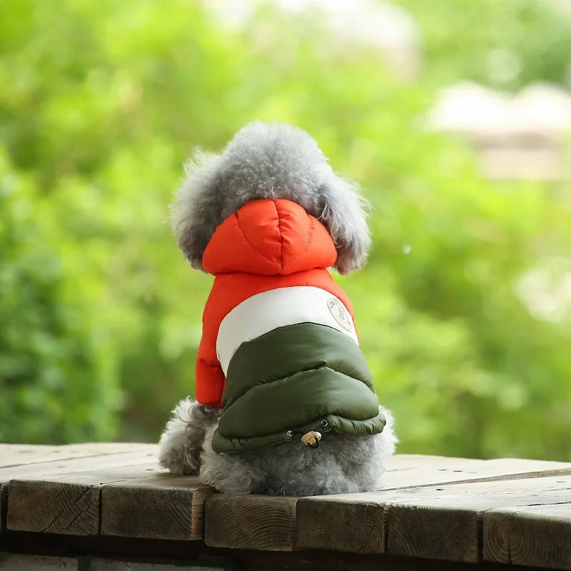 Dog wearing a red and green coat sitting on a wooden table with a blurred green background