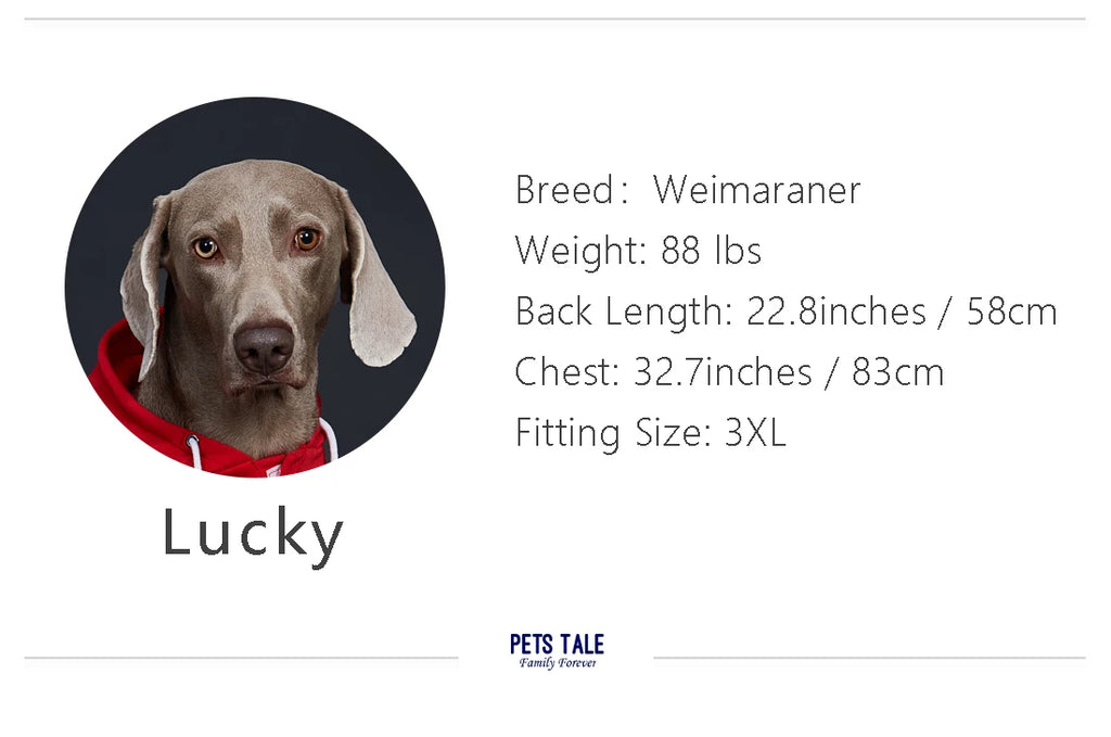 Weimaraner dog wearing a red hoodie with size and fitting information displayed.
