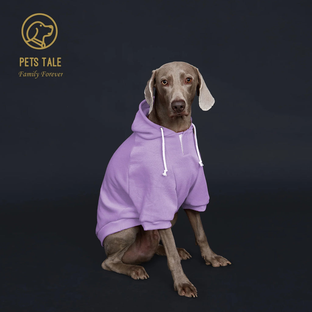 Dog wearing a purple hoodie with 'Pets Tale' logo on a dark background