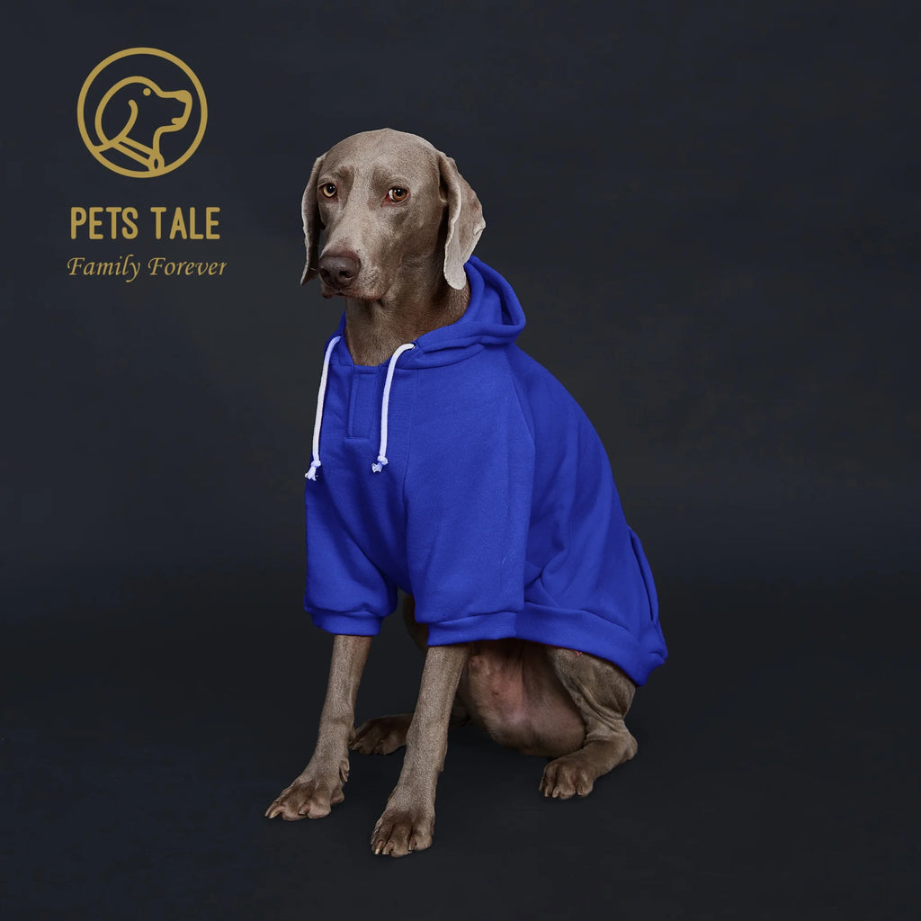 Dog wearing a blue hoodie with 'Pets Tale' logo on a dark background