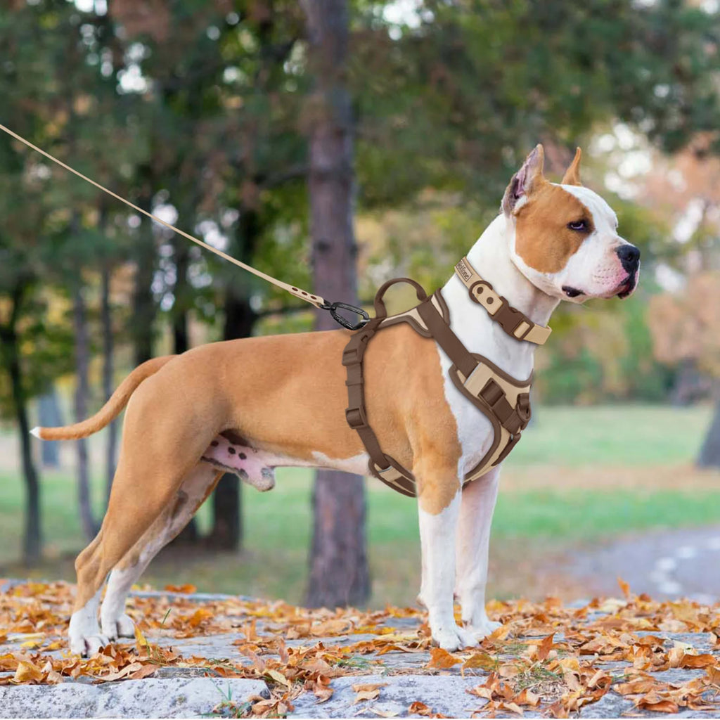 Dog wearing a harness on a leash in an outdoor setting with trees and leaves.