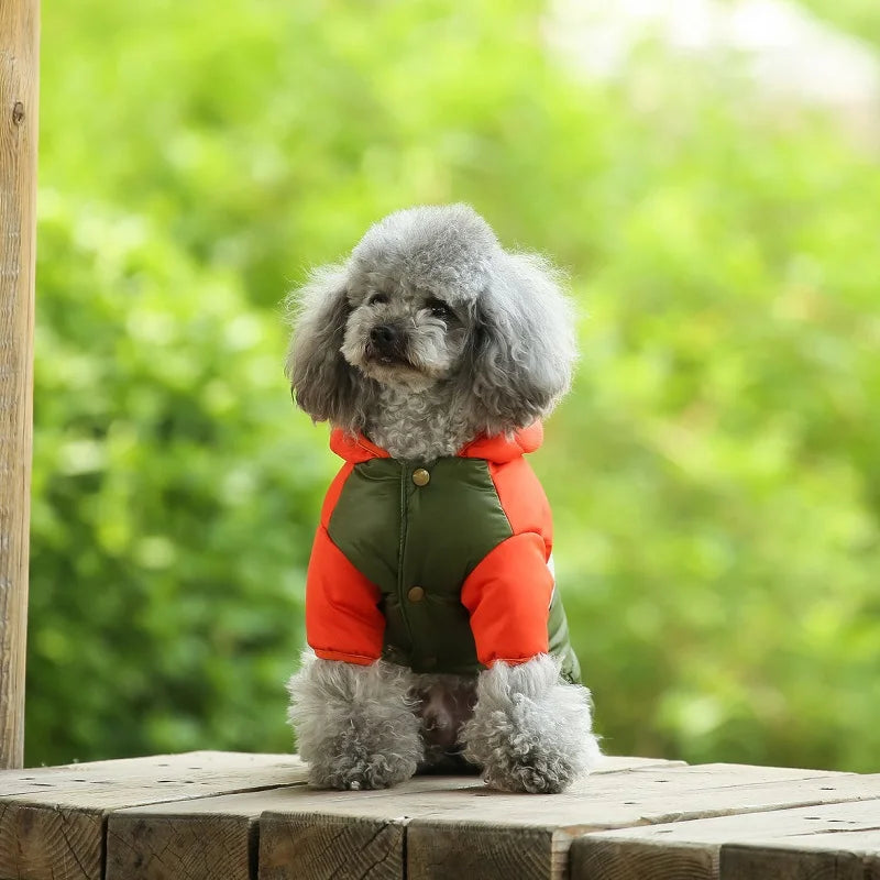 Small dog wearing a red and green jacket on a wooden platform with a blurred green background