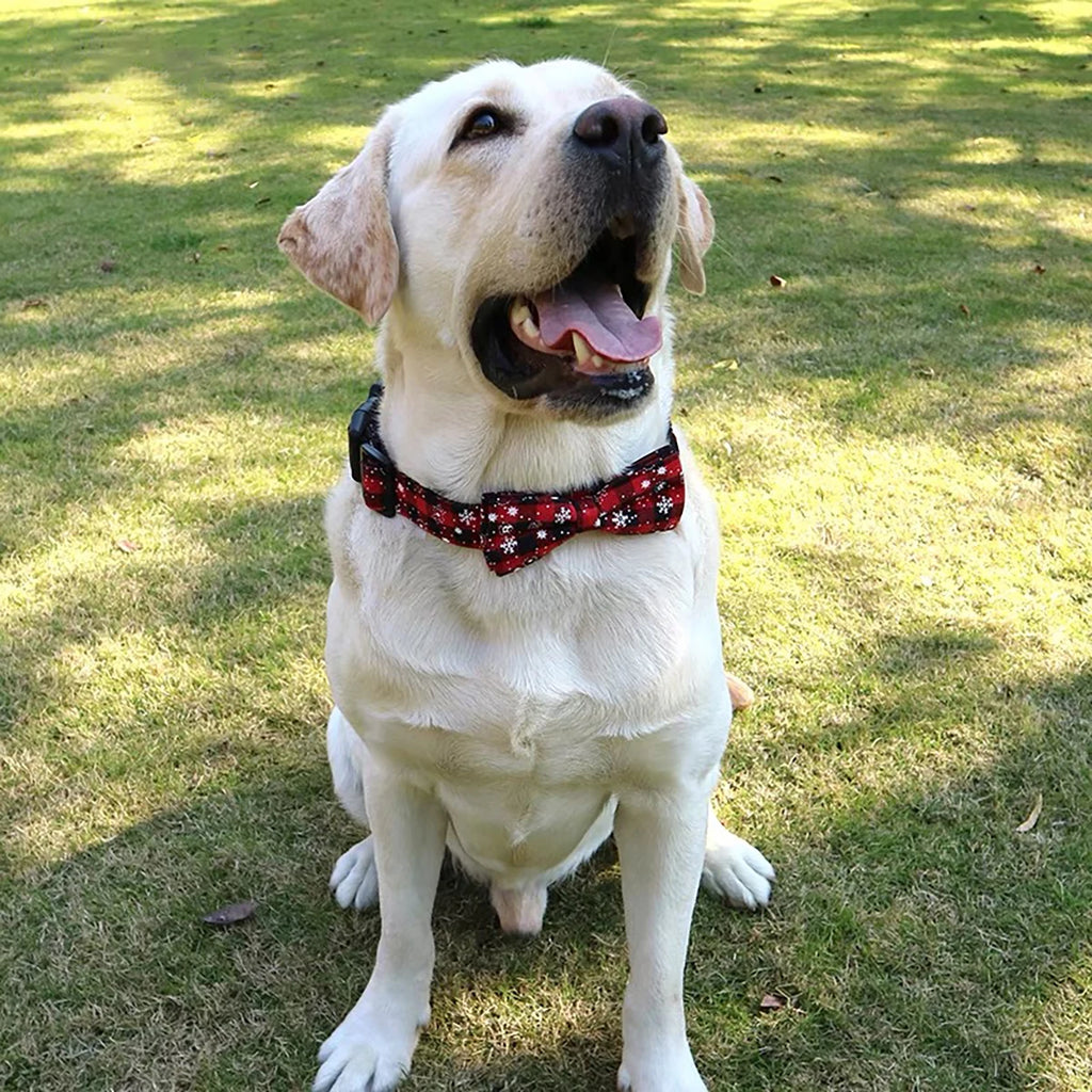 White dog wearing a red collar with white patterns sitting on grass