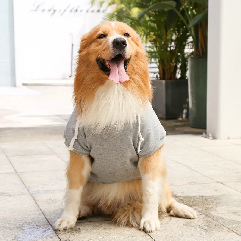 Dog wearing a gray hoodie sitting on a stone surface with plants in the background