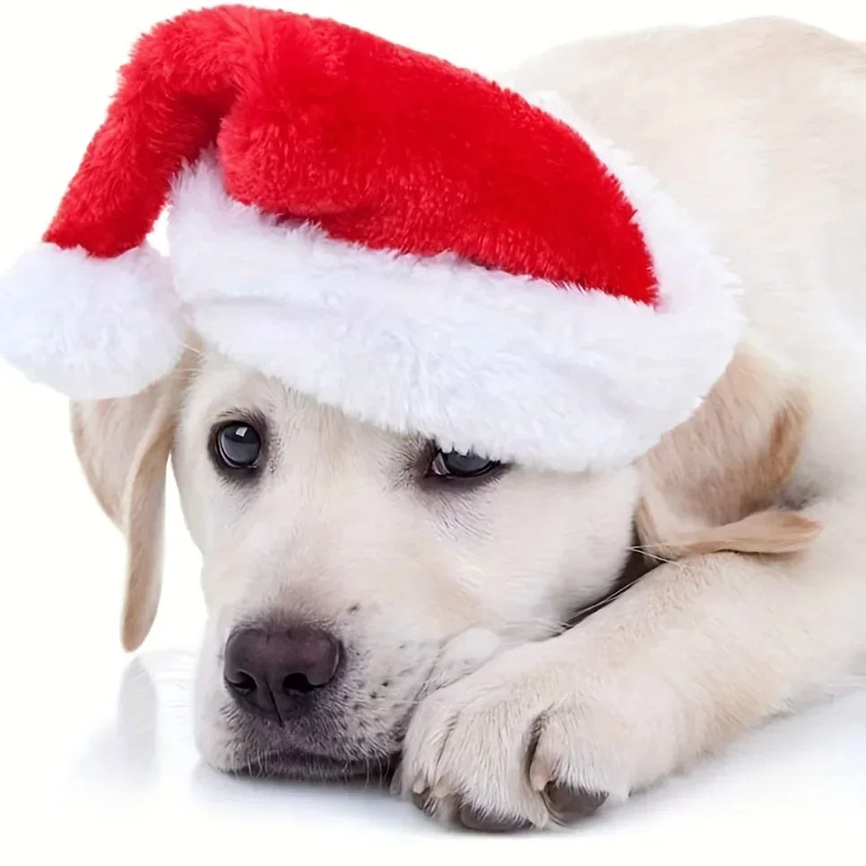 A cream-colored Labrador retriever puppy wearing a red and white Santa hat, lying down on a white background.