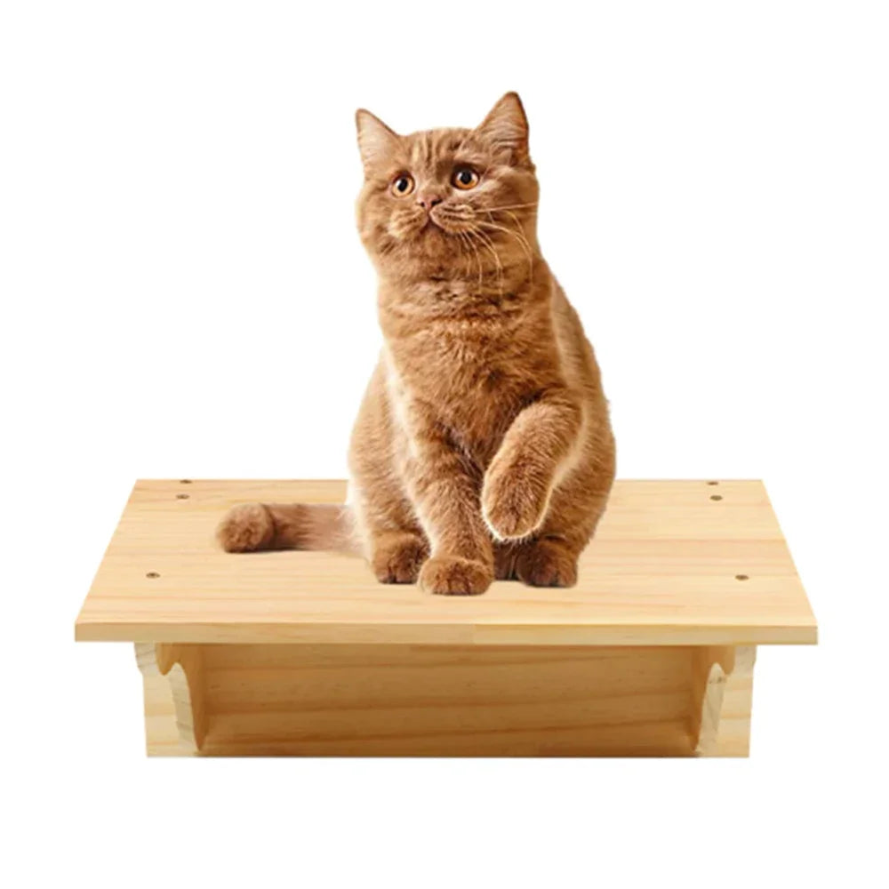 Cat sitting on a wooden step stool with a white background