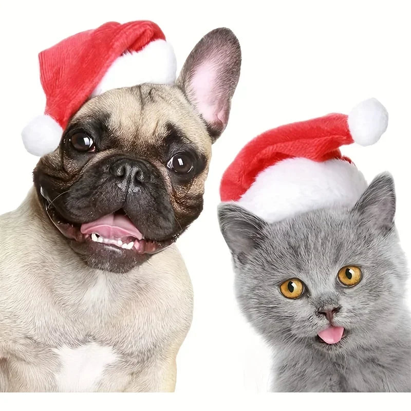 A fawn French bulldog and a gray kitten wearing red and white Santa hats, photographed against a clean white background.