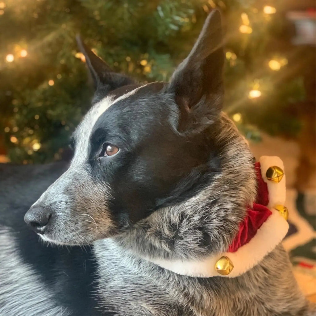 Christmas Dog Collar – Pet Cat Festive Neckwear, Stretchable Christmas Pet Collar with Bell for Hiking, Training, Outdoors & Indoors