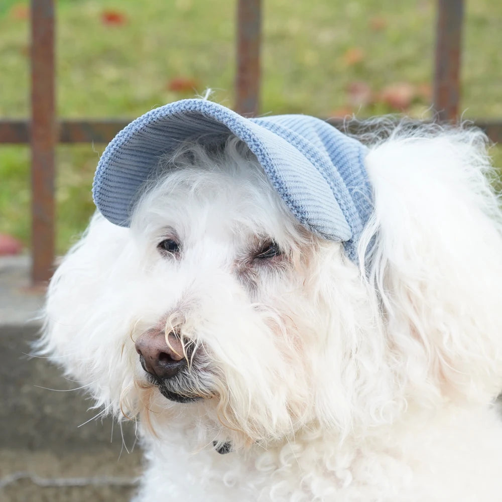 White dog wearing a blue cap outdoors