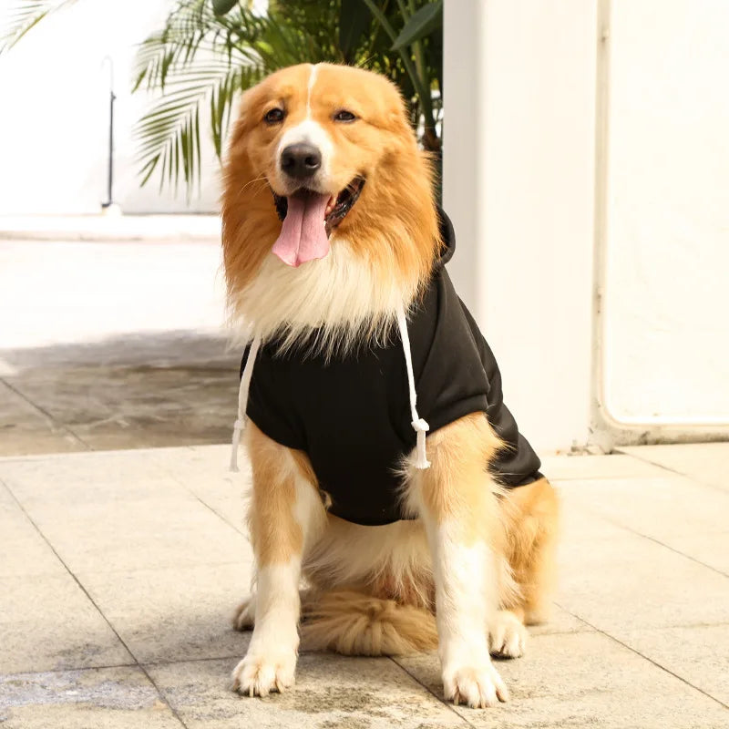 Dog wearing a black hoodie sitting on a tiled floor with plants in the background