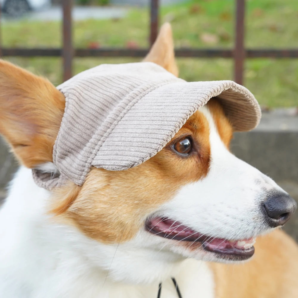 Dog wearing a gray beanie outdoors with a blurred background