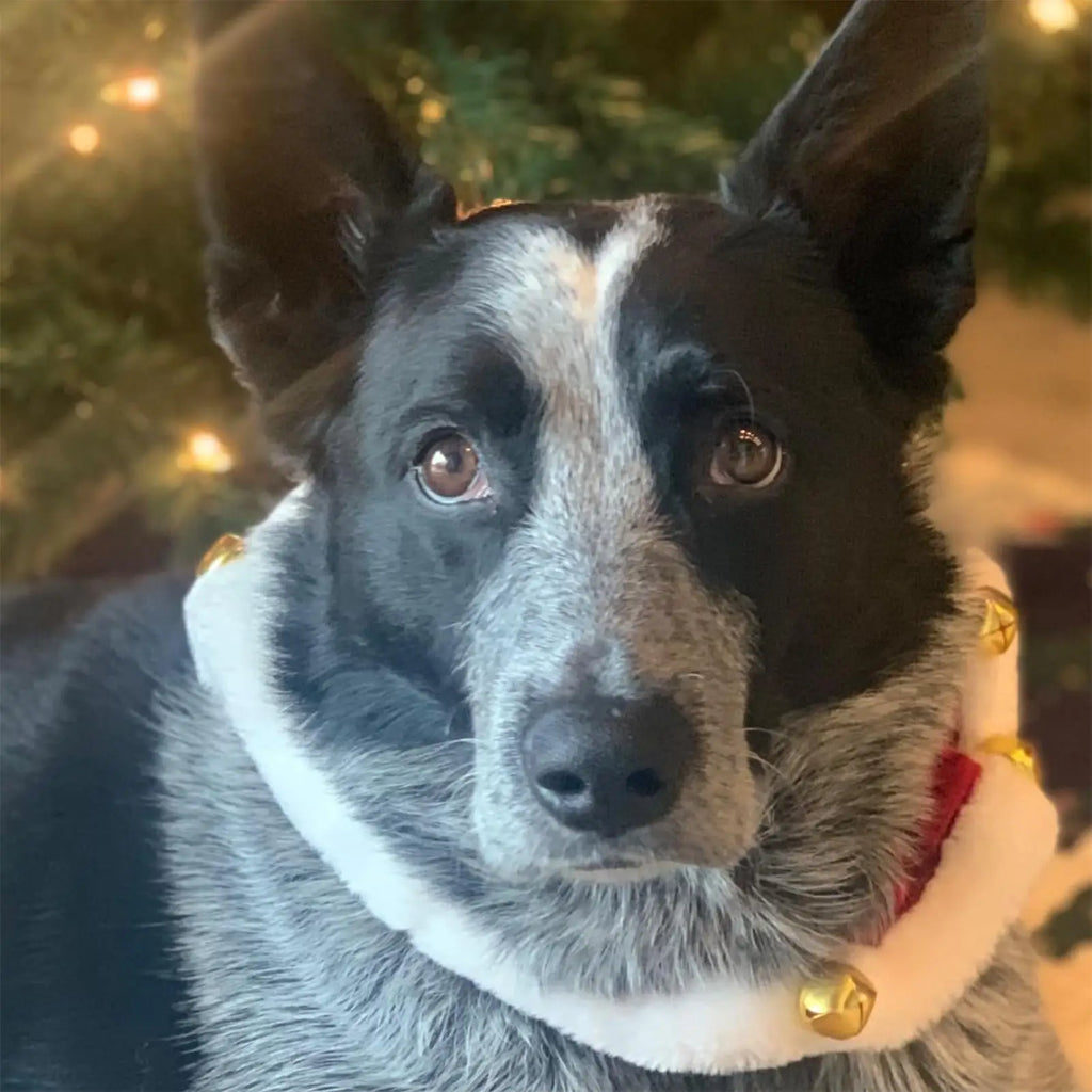 Christmas Dog Collar – Pet Cat Festive Neckwear, Stretchable Christmas Pet Collar with Bell for Hiking, Training, Outdoors & Indoors