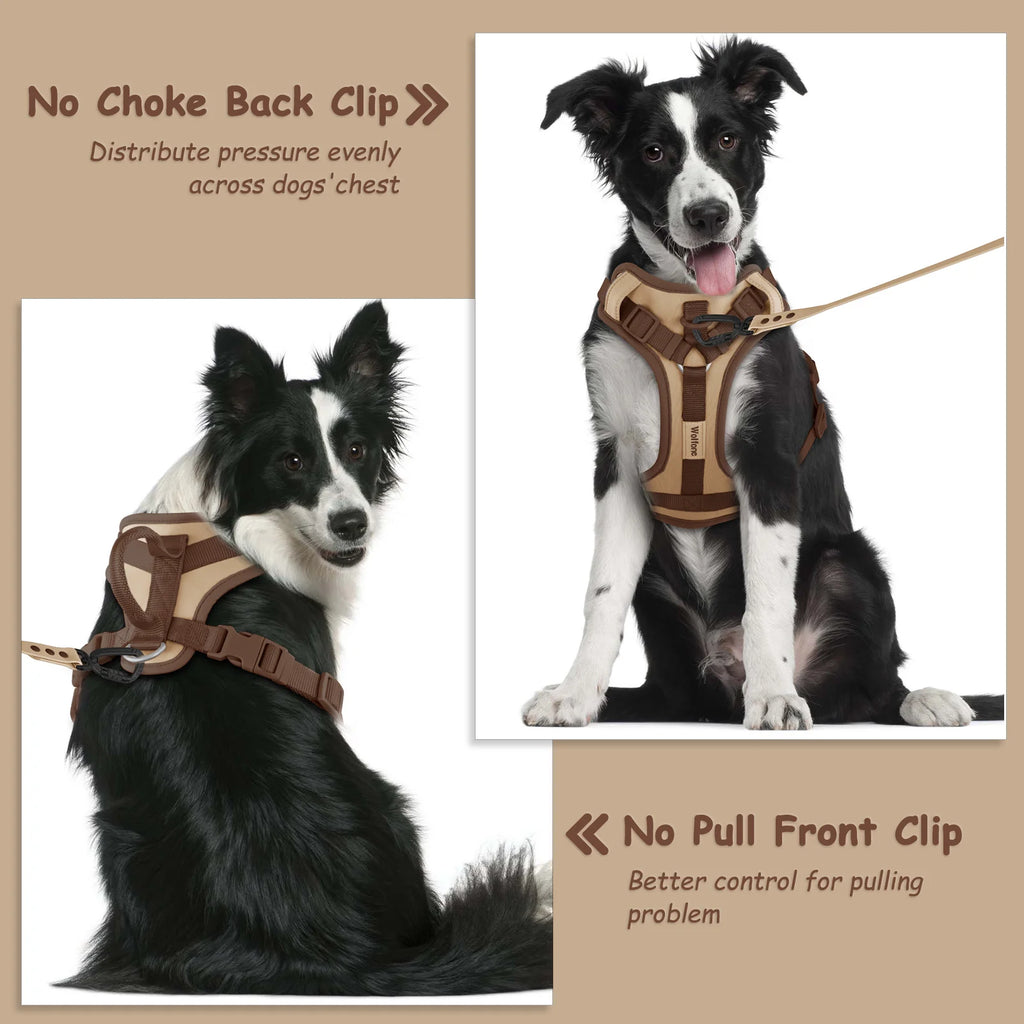 Dog wearing a harness with text on a beige background
