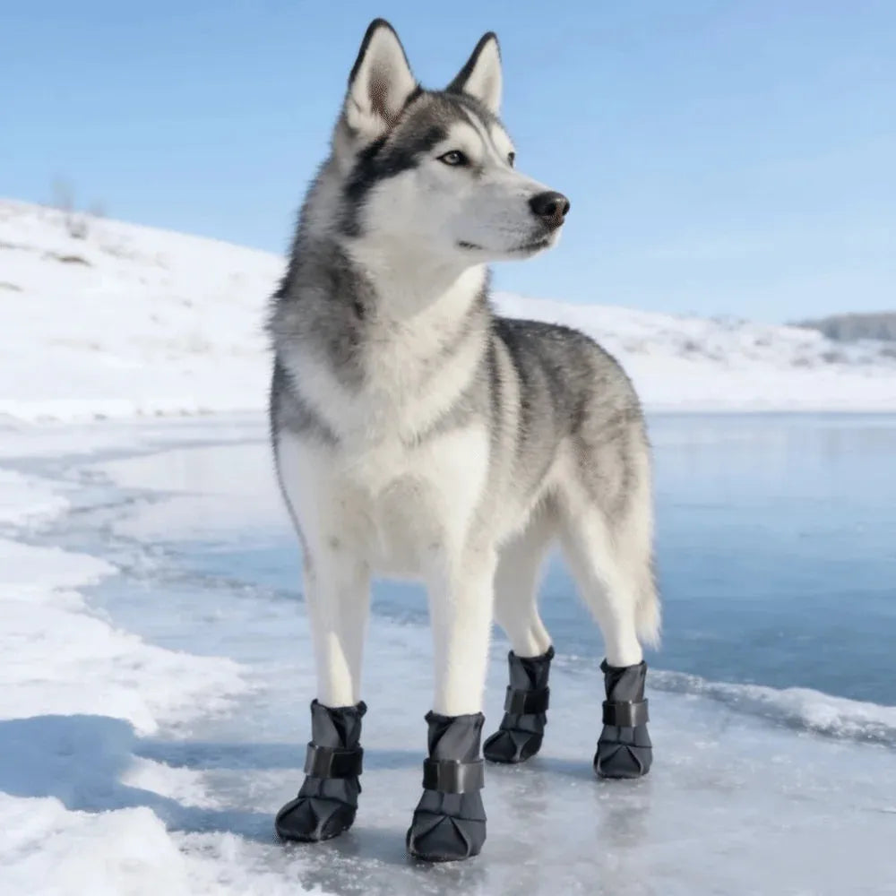 A husky standing on a snowy, icy outdoor setting wearing black dog boots. The dog is shown in profile against a background of snow and blue sky.