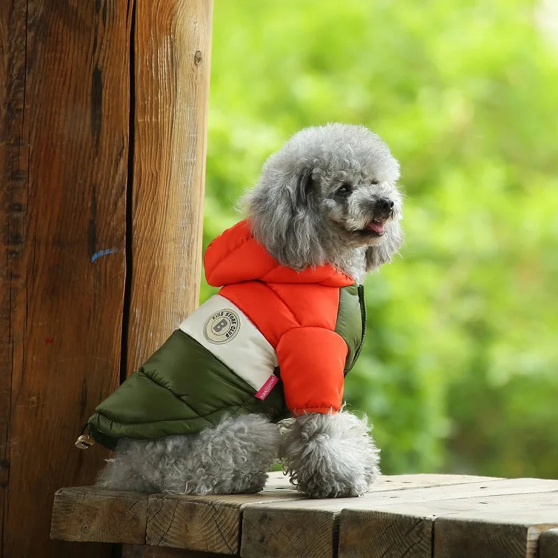 Dog wearing a colorful puffer coat sitting on a wooden surface with a blurred green background