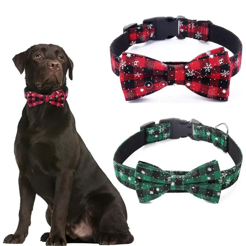 Dog wearing a red and black checkered bow tie collar with two additional collars displayed.