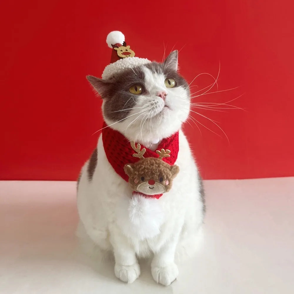 Cat wearing a festive scarf with reindeer design and a small hat on a red background