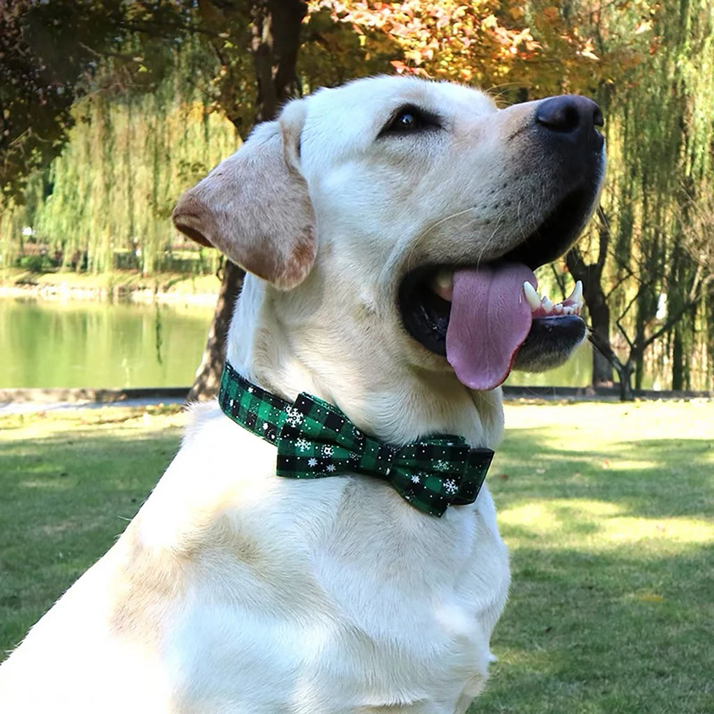 White dog with a green collar sitting outdoors near a pond