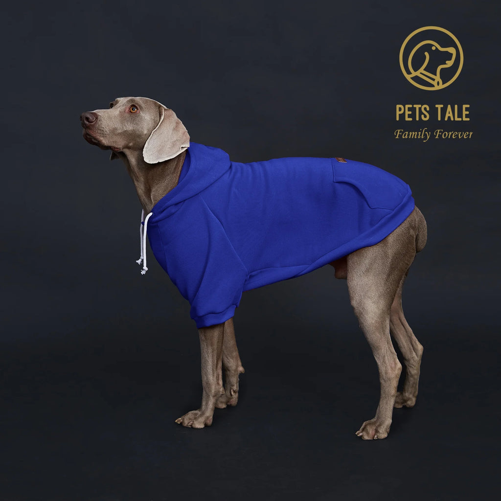 Dog wearing a blue hoodie with 'Pets Tale' logo on a dark background