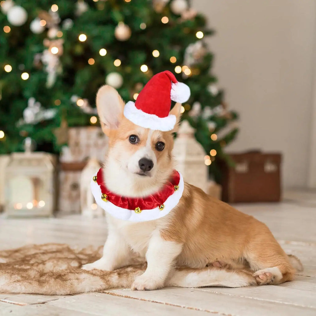 Christmas Dog Collar – Pet Cat Festive Neckwear, Stretchable Christmas Pet Collar with Bell for Hiking, Training, Outdoors & Indoors