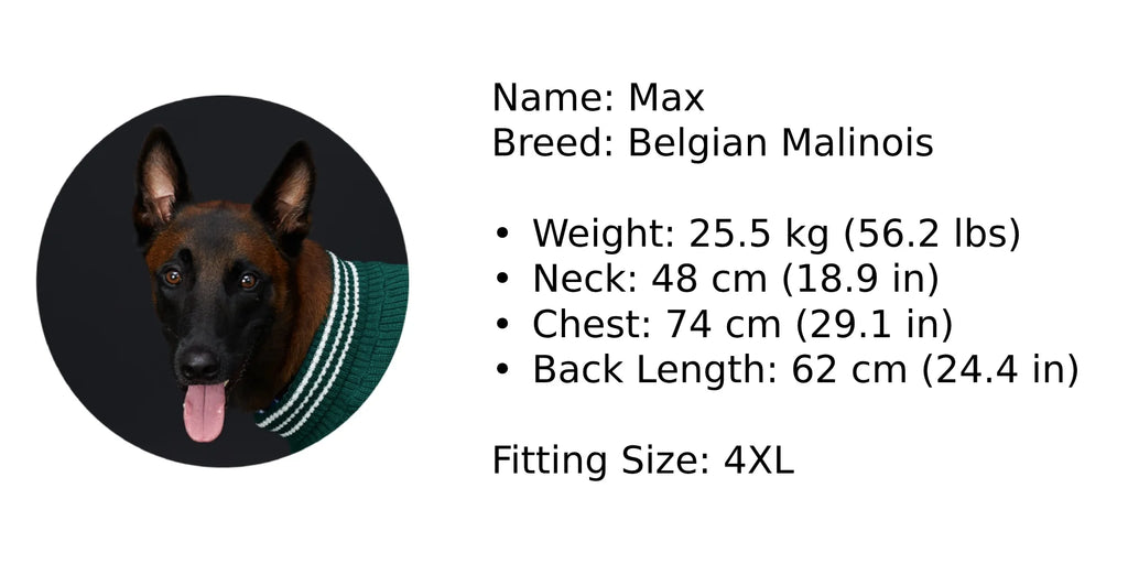 Dog named Max, Belgian Malinois, with measurement details on a white background