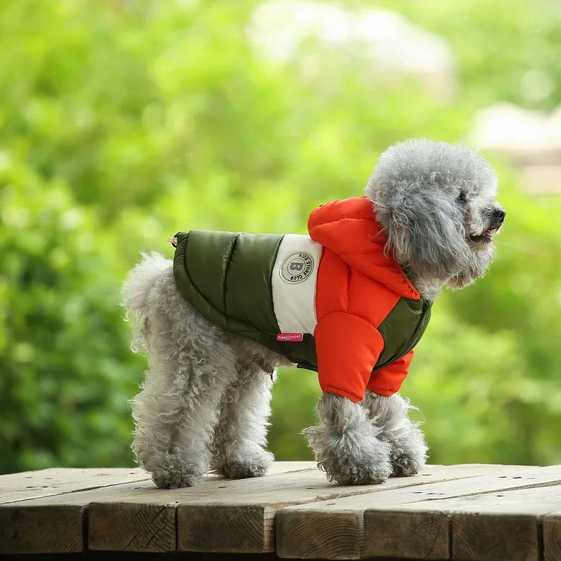 Small dog wearing a red and green coat on a wooden surface with a blurred green background
