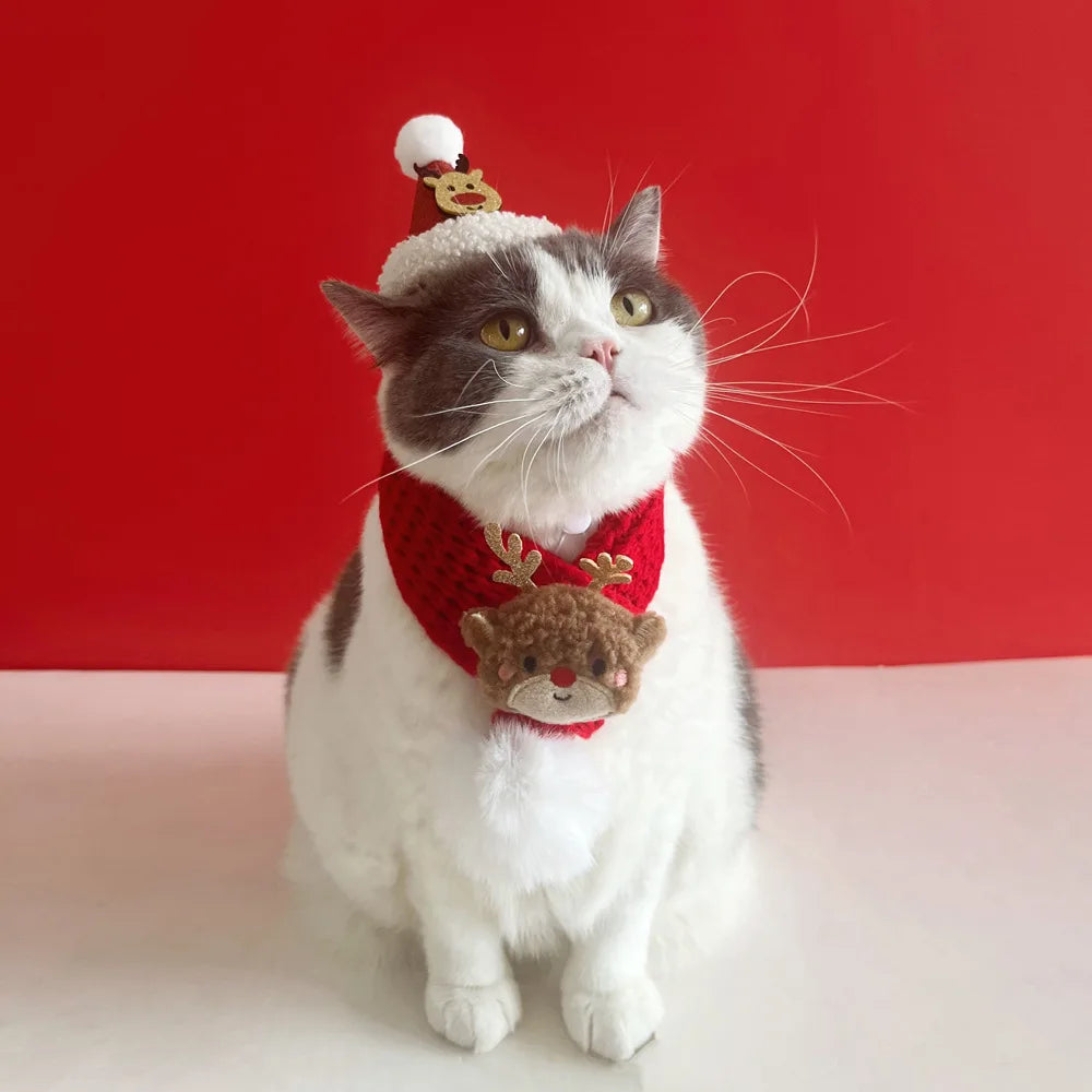 Cat wearing a festive scarf with reindeer design and a small hat on a red background