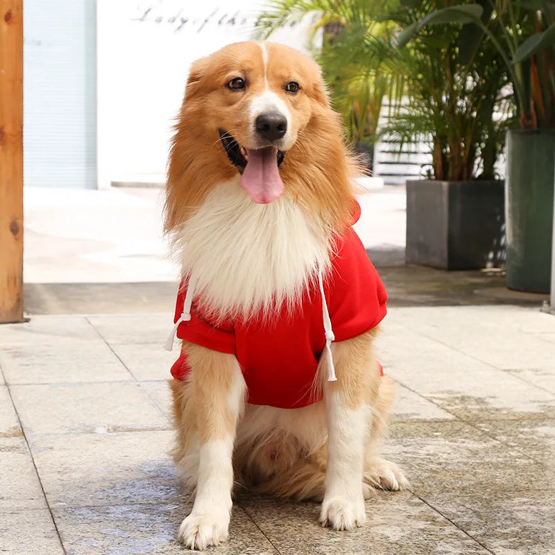 Dog wearing a red outfit standing on a pavement with plants in the background