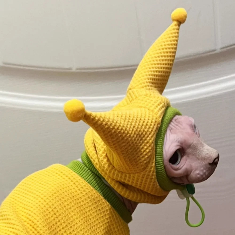 A small hairless dog wearing a bright yellow knit jester costume with green trim and a pointed hat, photographed indoors against a light wall.