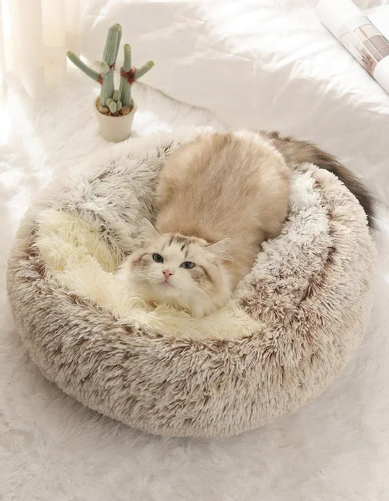 Cat lying on a fluffy pet bed with a small cactus plant in the background