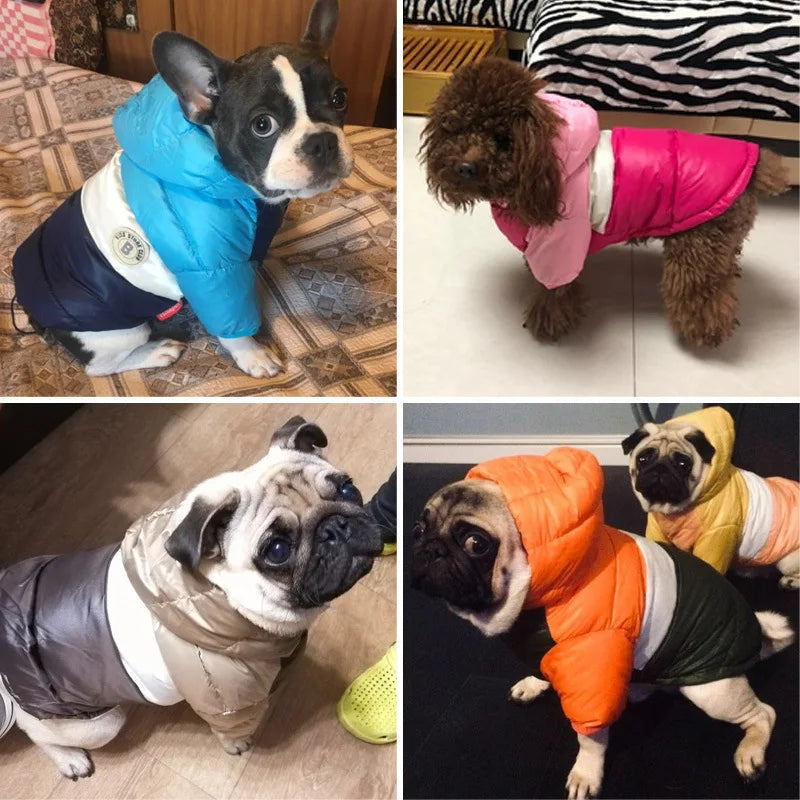 Collage of dogs wearing colorful puffer jackets in various poses.