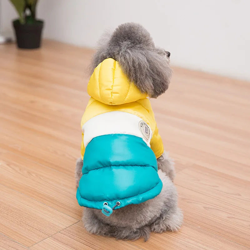 Dog wearing a yellow and blue winter coat on a wooden floor