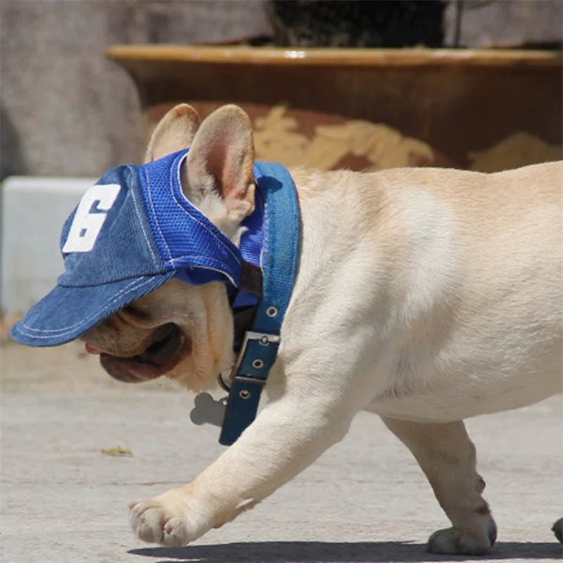 Dog wearing a blue cap and collar on a sidewalk