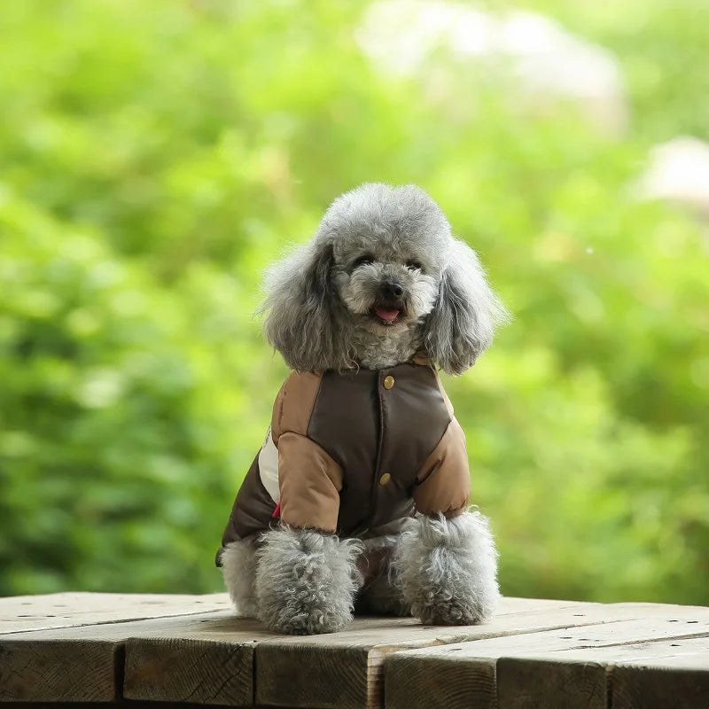 Small dog wearing a brown outfit sitting on a wooden surface with a green blurred background