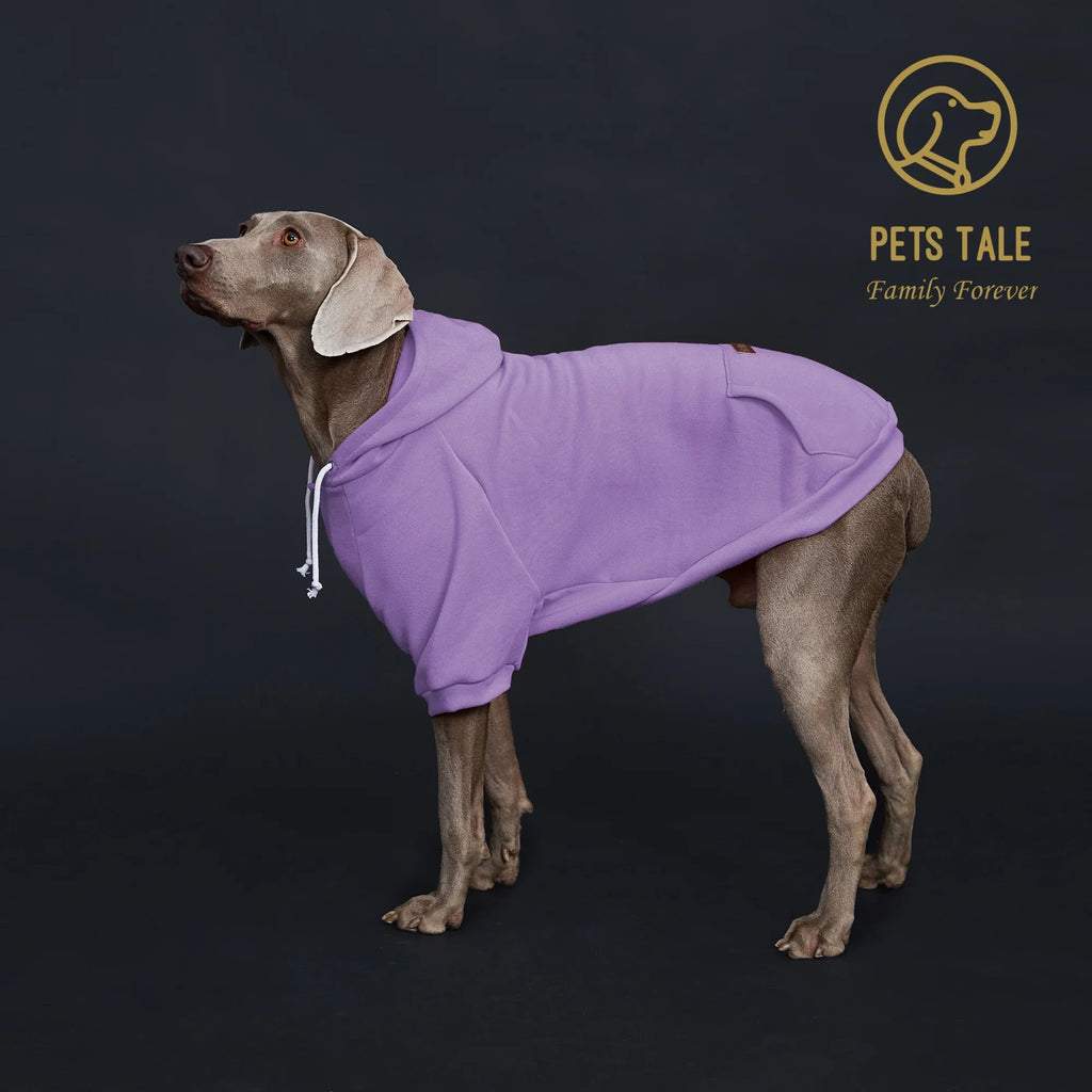 Dog wearing a purple hoodie with 'Pets Tale' logo on a dark background