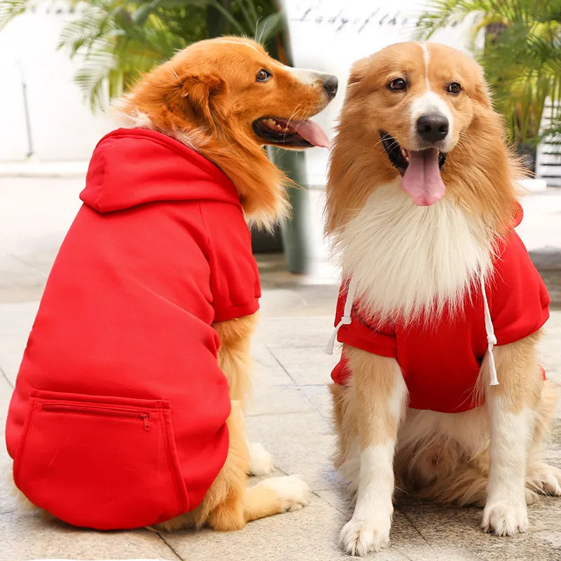 Two dogs wearing red hoodies standing on a stone surface with greenery in the background.