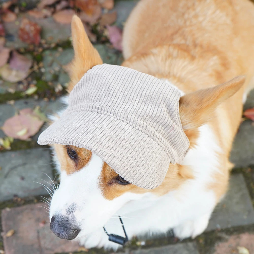 Dog wearing a gray beanie with a blurred background