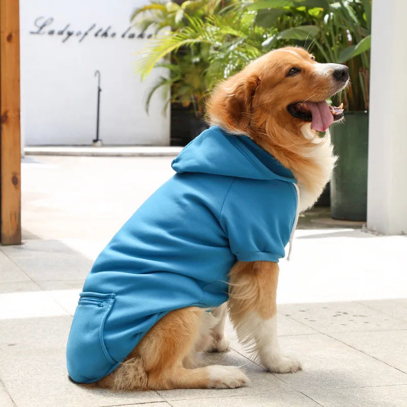 Dog wearing a blue hoodie sitting on a tiled floor with plants in the background